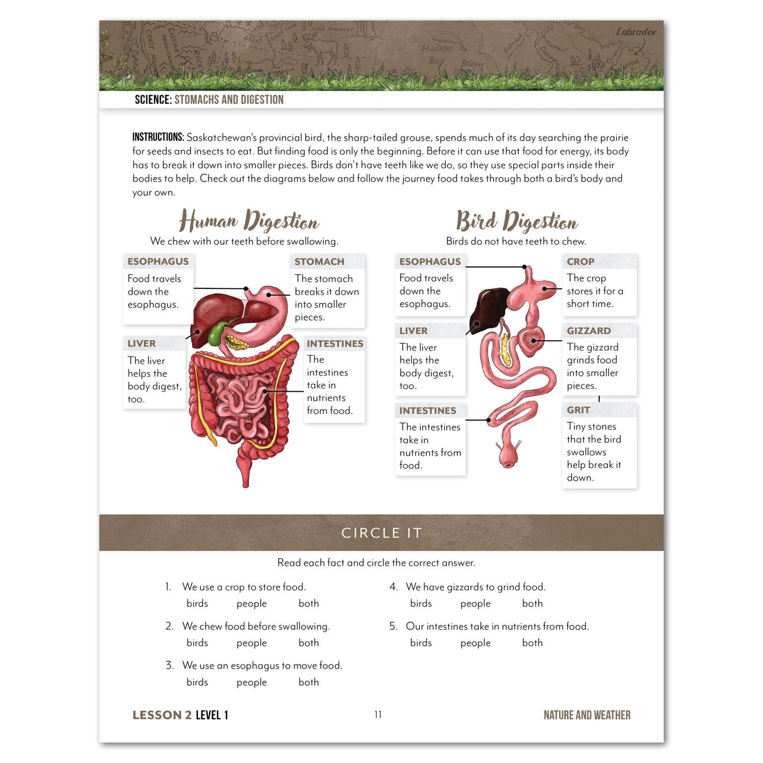 An educational worksheet page titled 'SCIENCE: STOMACH AND DIGESTION' with labeled diagrams of human and bird digestion, plus a 'Circle It' exercise at the bottom.