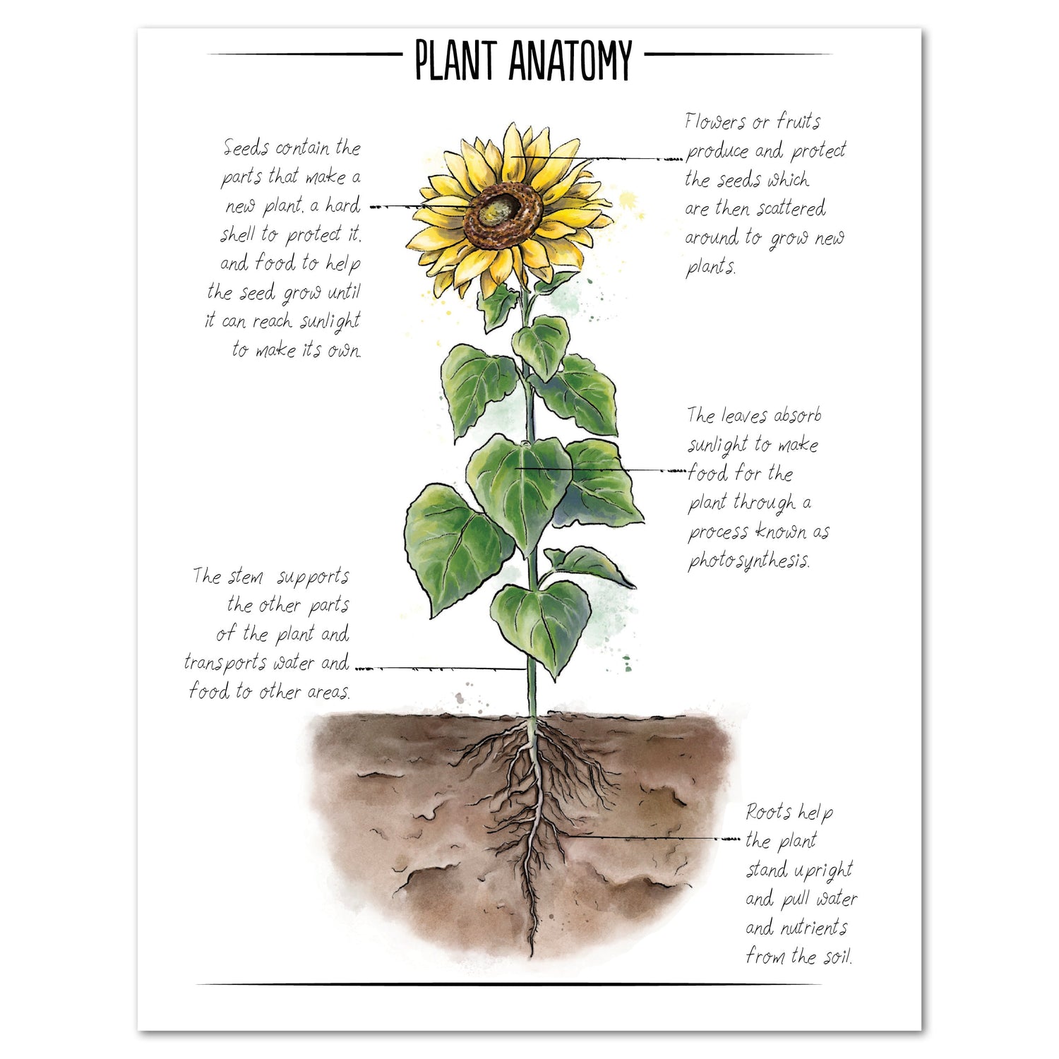 Botany Homeschool Unit Study Digital Botany Book Plant Anatomy
