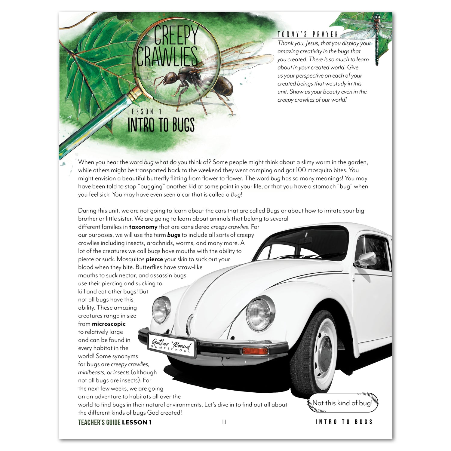 Creepy Crawlies Homeschool Unit Study Digital Teacher's Guide Lesson 1 Intro to Bugs Part 1