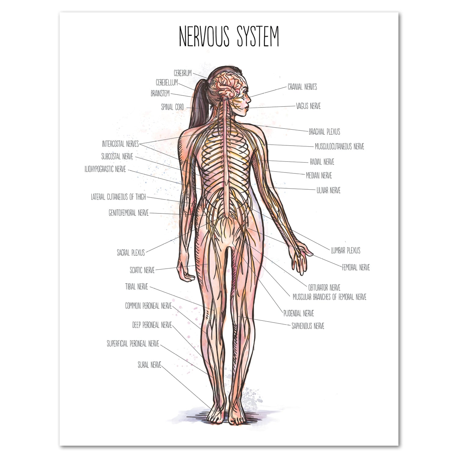 Human Body homeschool unit study digital posters nervous system