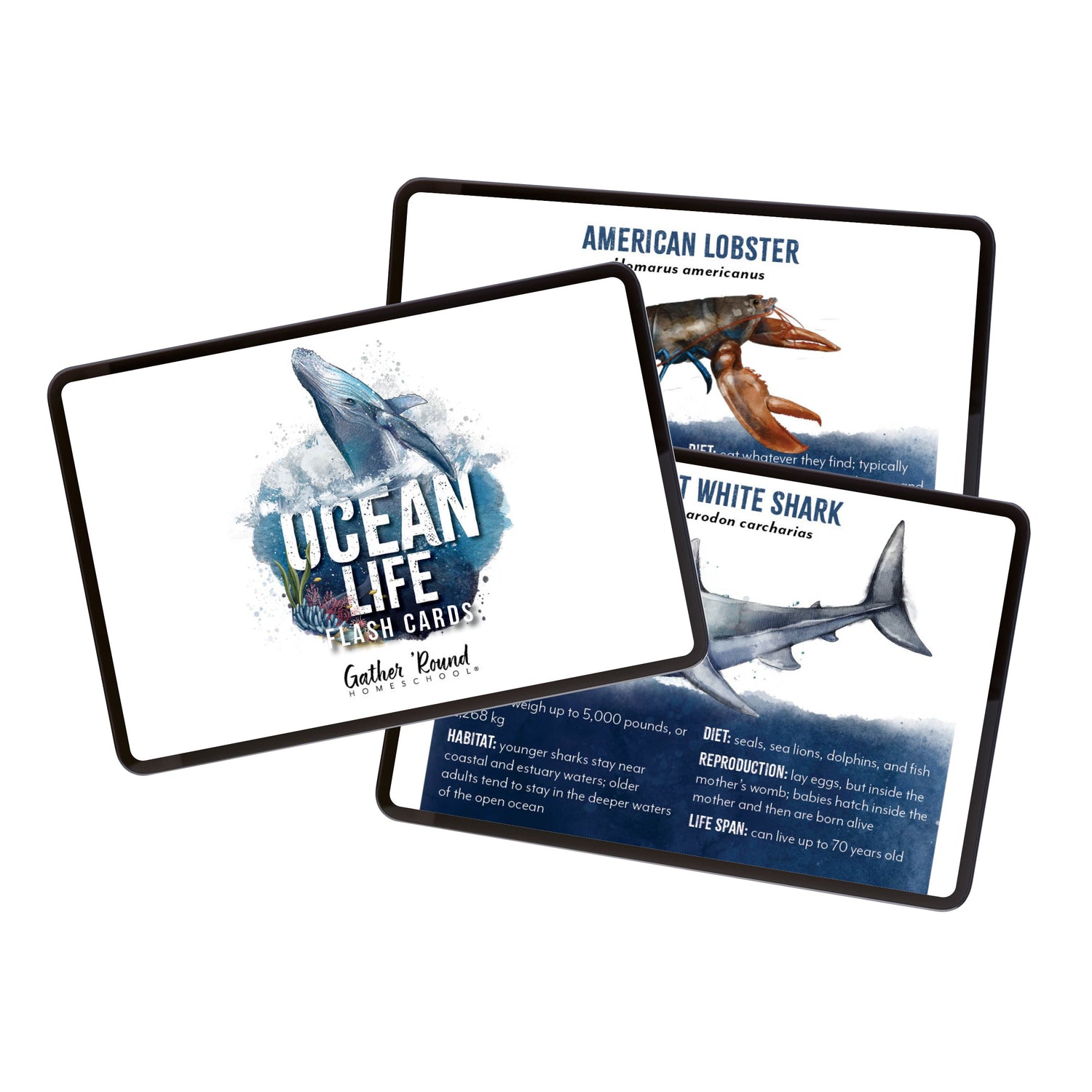 Ocean Life homeschool unit study digital ocean flashcards 