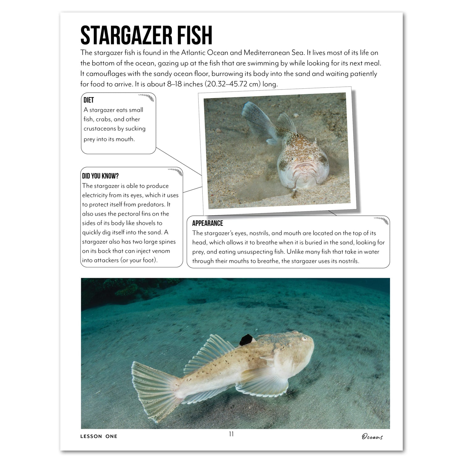 Oceans homeschool unit study digital teacher's guide  lesson one stargazer fish