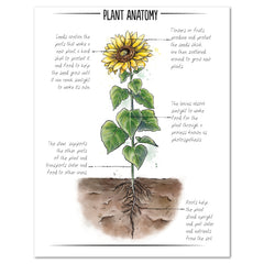 Botany Homeschool Unit Study Digital Botany Book Plant Anatomy