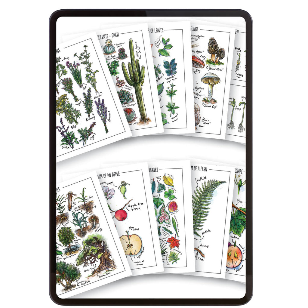 Botany Digital Watercolor Posters