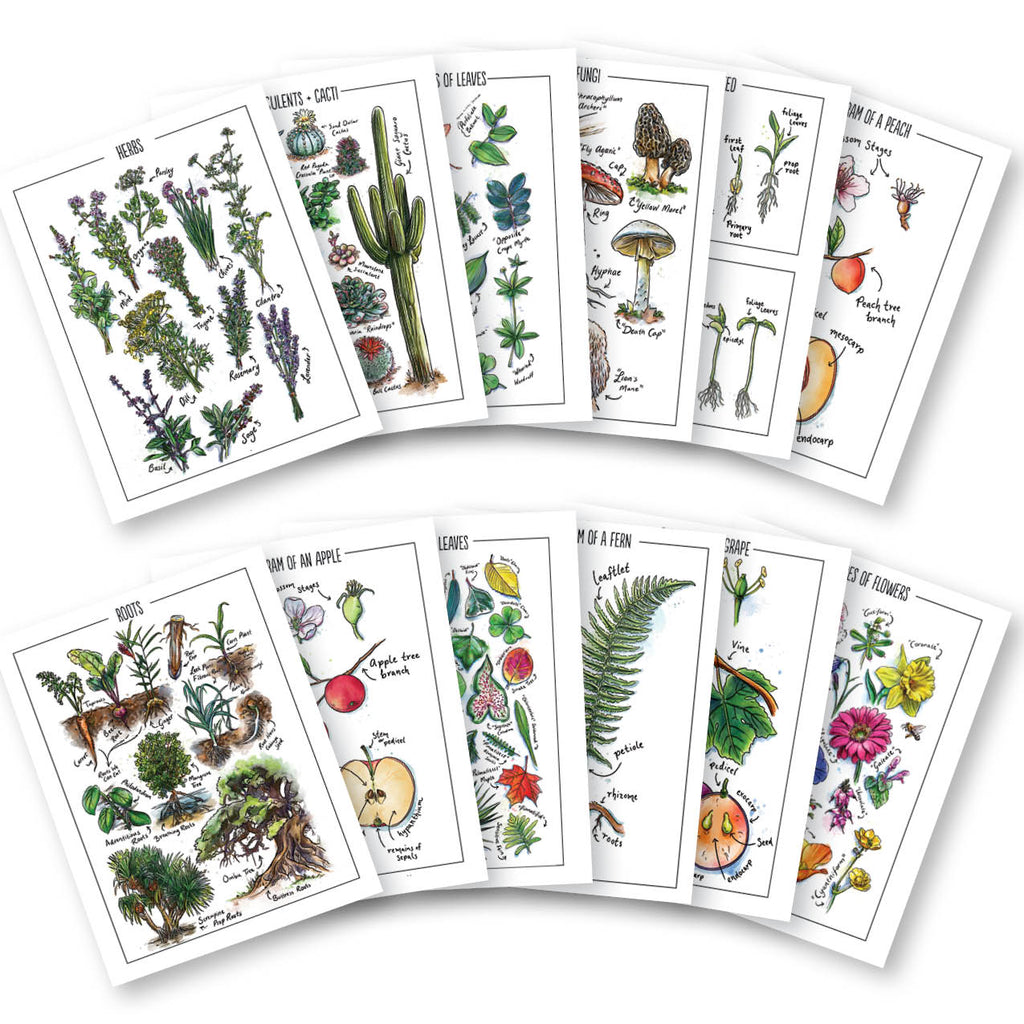 Botany Printed Watercolor Posters