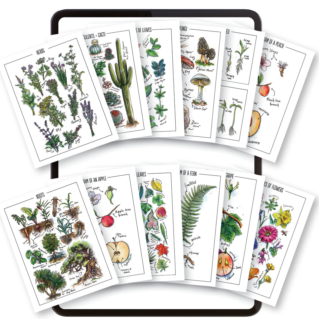 Botany Homeschool Unit Study Digital Watercolor Posters 