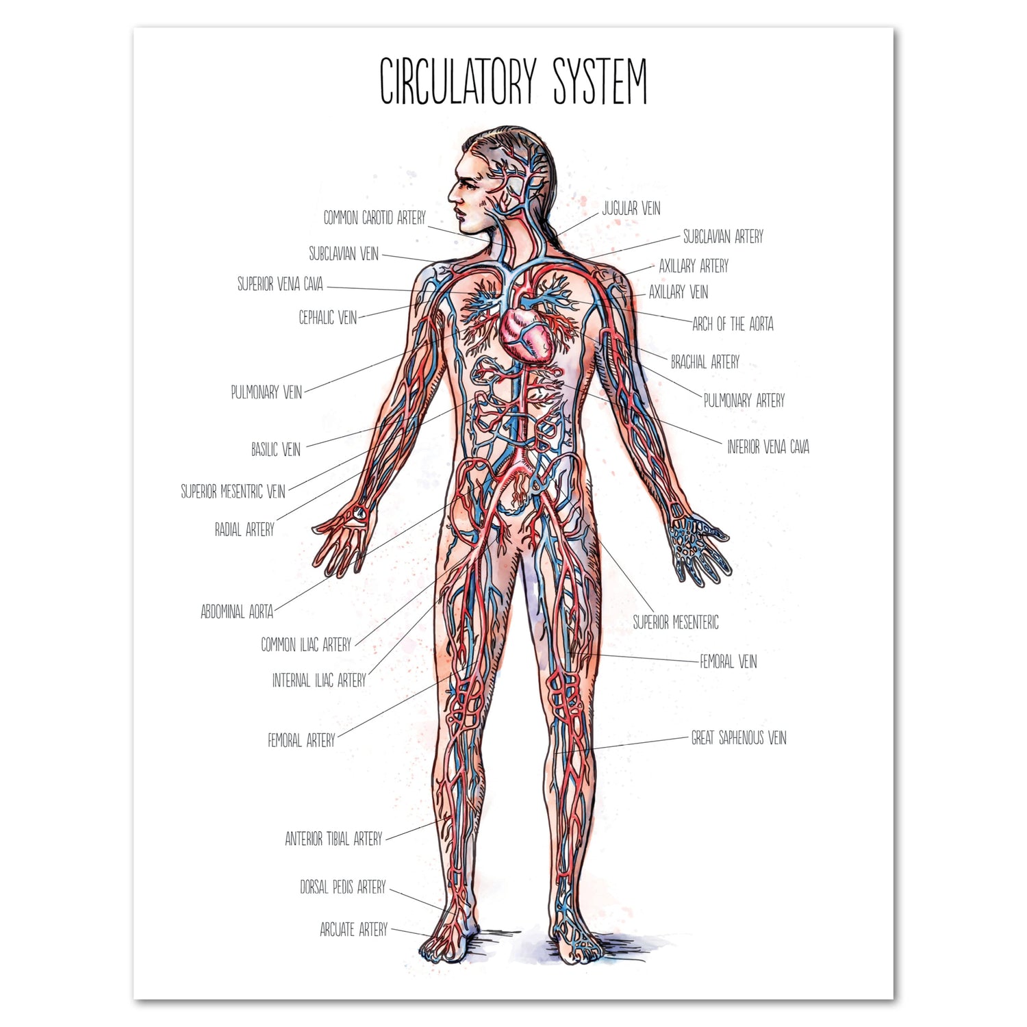 Human Body homeschool unit study digital posters circulatory system