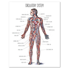 Human Body homeschool unit study digital posters circulatory system