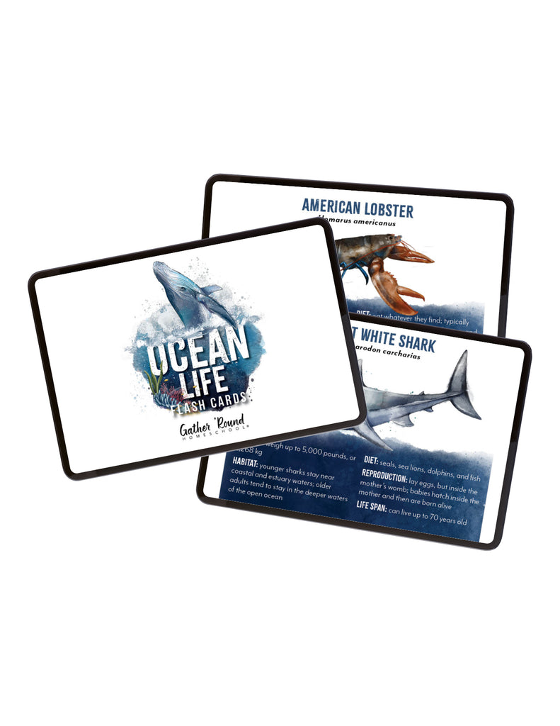 Ocean Life Flashcards